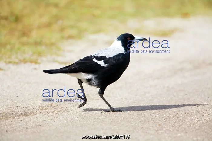 : Australian Magpie - A female of the white-backed race : Australian Magpie - A female of the white-backed race