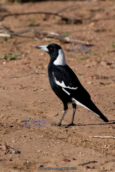: Australian Magpie - standing on the ground on the : Australian Magpie - standing on the ground on the