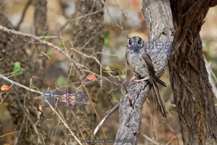 : Australian Owlet-Nightjar : Australian Owlet-Nightjar