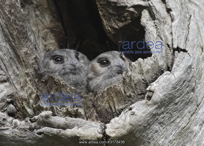 : Australian Owlet-nightjar (Aegotheles cristatus) : Australian Owlet-nightjar (Aegotheles cristatus)