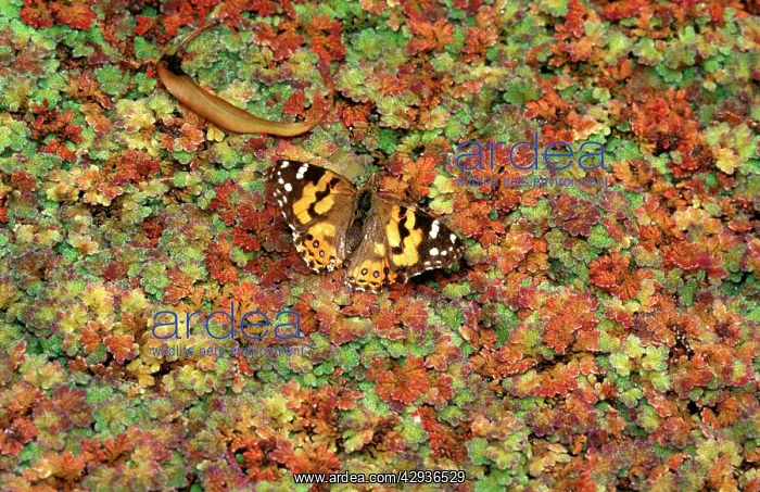 : Australian painted lady butterfly - drinking at : Australian painted lady butterfly - drinking at