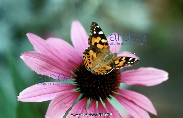 : Australian Painted Lady Butterfly - on Echinacea : Australian Painted Lady Butterfly - on Echinacea