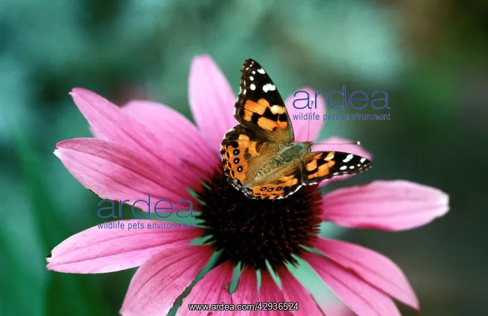: Australian painted lady butterfly - on Purple coneflower : Australian painted lady butterfly - on Purple coneflower