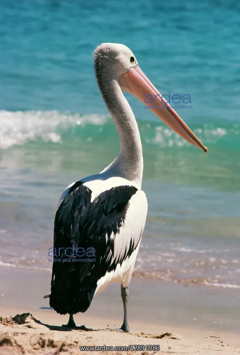 : Australian Pelican : Australian Pelican