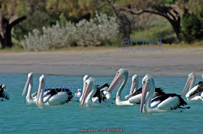 : Australian Pelican : Australian Pelican