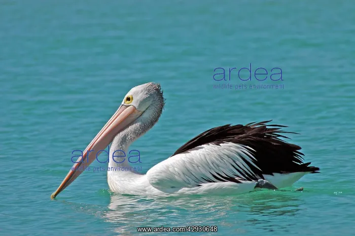  : Australian Pelican