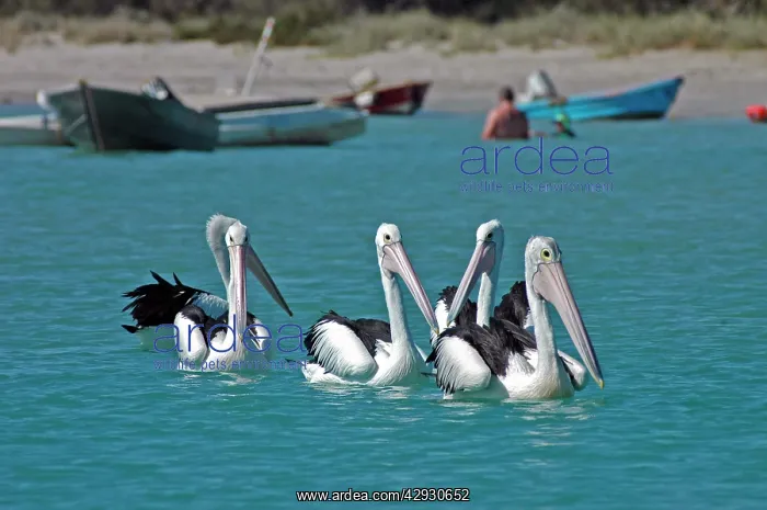 : Australian Pelican : Australian Pelican