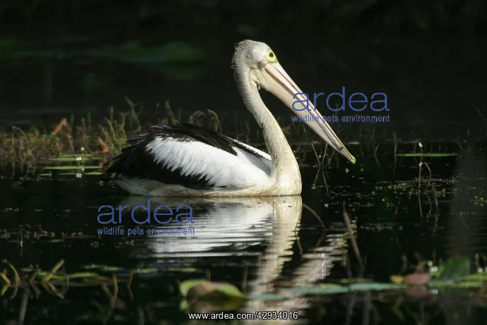 : Australian Pelican : Australian Pelican