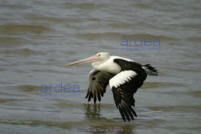 : Australian Pelican : Australian Pelican
