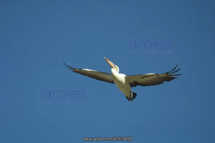 : Australian Pelican : Australian Pelican