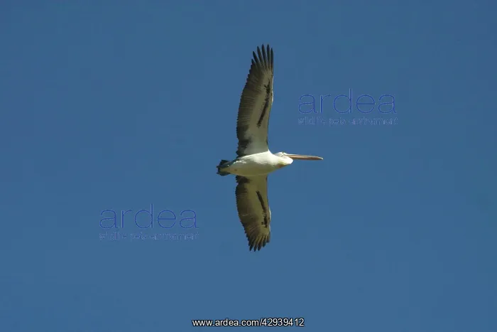 : Australian Pelican : Australian Pelican