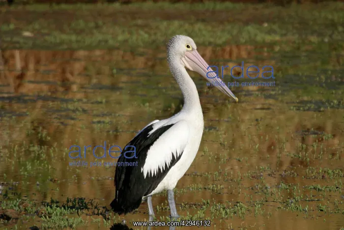 : Australian Pelican : Australian Pelican