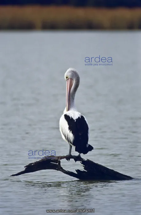 : Australian Pelican : Australian Pelican
