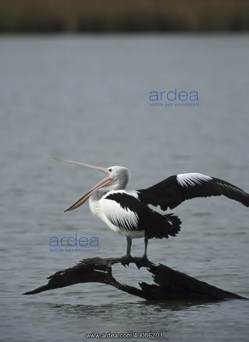 : Australian Pelican : Australian Pelican