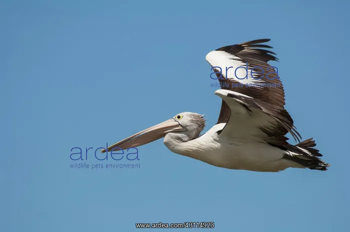 : Australian Pelican : Australian Pelican