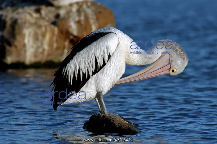 : Australian Pelican : Australian Pelican