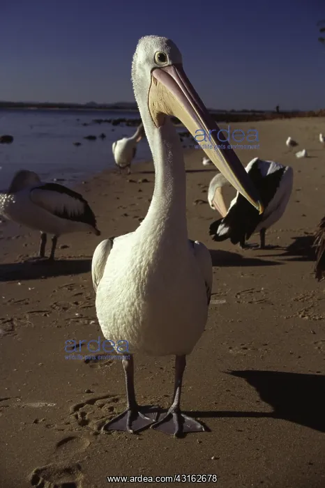 : Australian Pelican : Australian Pelican