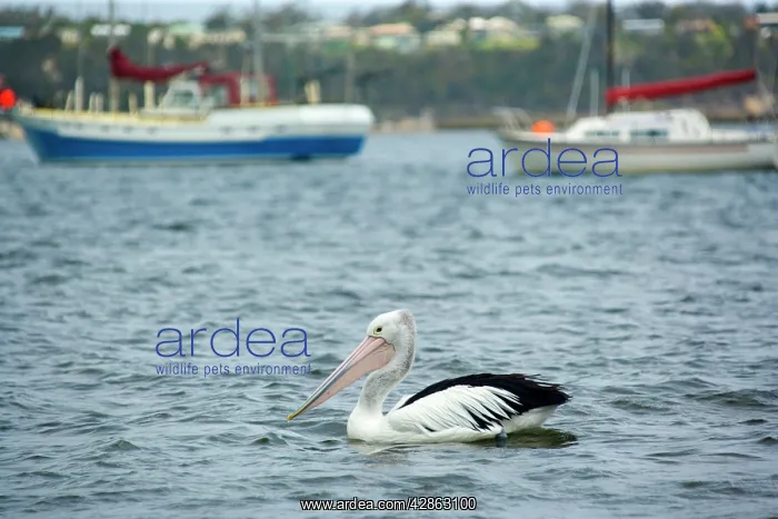 : Australian Pelican - adult pelican swims in harbour : Australian Pelican - adult pelican swims in harbour
