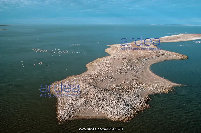 : Australian Pelican - aerial colony : Australian Pelican - aerial colony