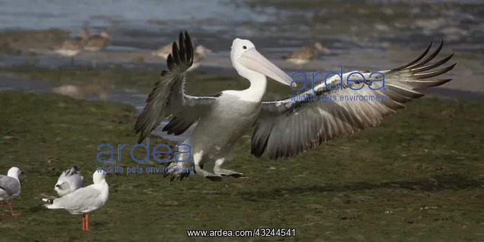 : Australian Pelican alighting on a mudflat Cairns Espla : Australian Pelican alighting on a mudflat Cairns Espla