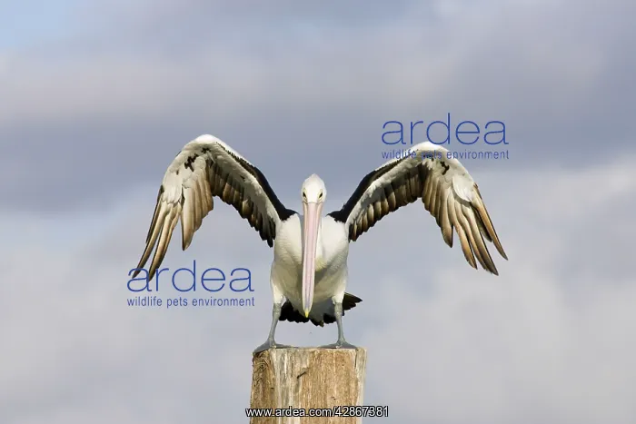 : Australian Pelican - Alighting on a perch with : Australian Pelican - Alighting on a perch with