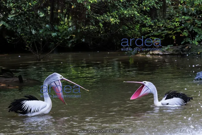  : Australian Pelican Australia