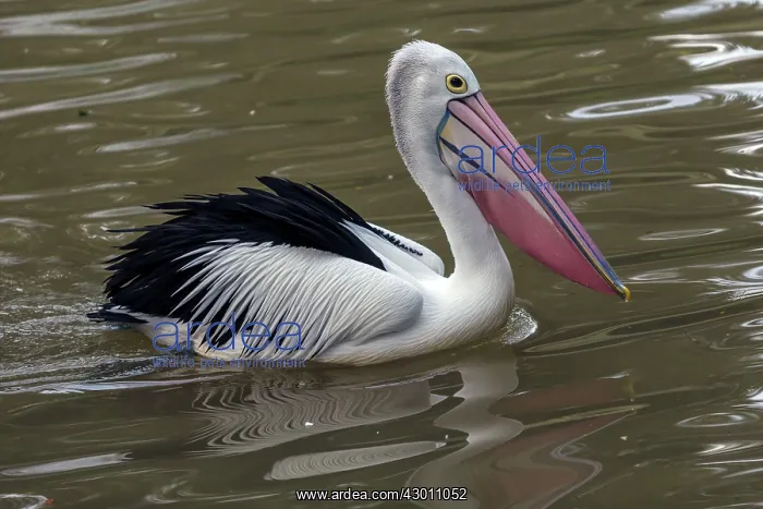  : Australian Pelican Australia