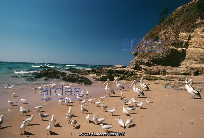 : AUSTRALIAN PELICAN - ON BEACH : AUSTRALIAN PELICAN - ON BEACH