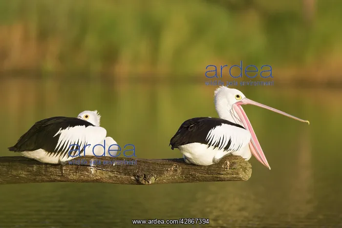 : Australian Pelican - Two birds on a favourite perch : Australian Pelican - Two birds on a favourite perch