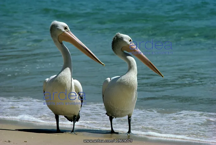 : Australian Pelican - Two birds at waterIs edge : Australian Pelican - Two birds at waterIs edge