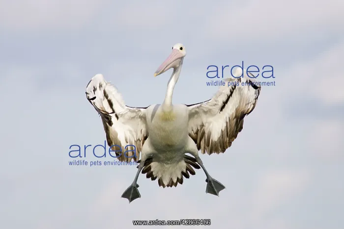 : Australian Pelican - Braking in the air with wings : Australian Pelican - Braking in the air with wings