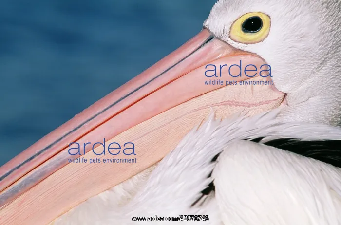 : Australian Pelican - close-up : Australian Pelican - close-up