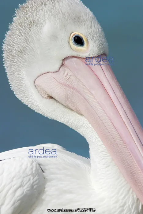 : Australian Pelican - close-up of face showing soft : Australian Pelican - close-up of face showing soft