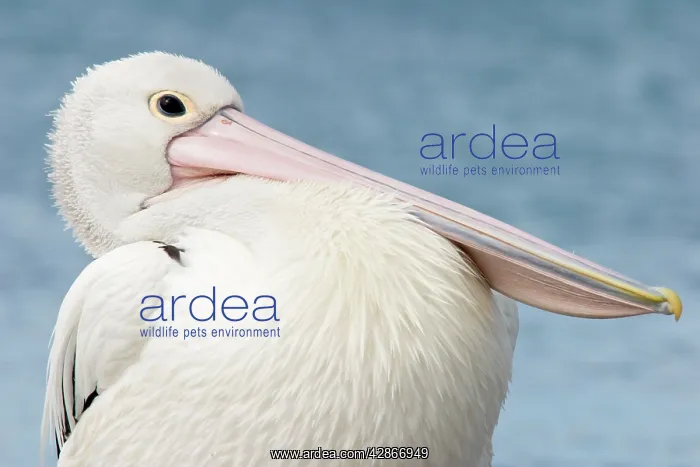: Australian Pelican - Close-up showing puffed up : Australian Pelican - Close-up showing puffed up