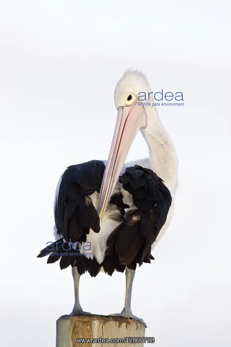 : Australian Pelican - Collecting oil from a gland : Australian Pelican - Collecting oil from a gland