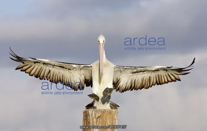 : Australian Pelican - Coming to alight on a perch : Australian Pelican - Coming to alight on a perch