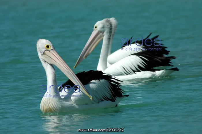 : Australian Pelican - Common on large and small : Australian Pelican - Common on large and small