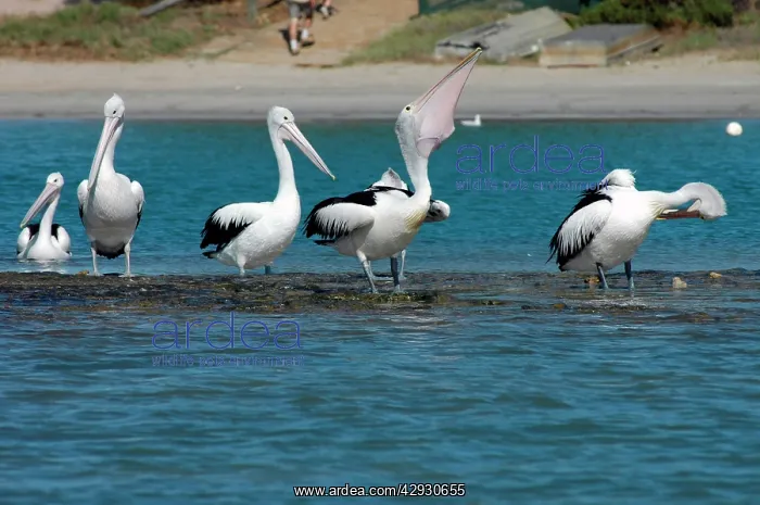 : Australian Pelican with fish in pouch : Australian Pelican with fish in pouch