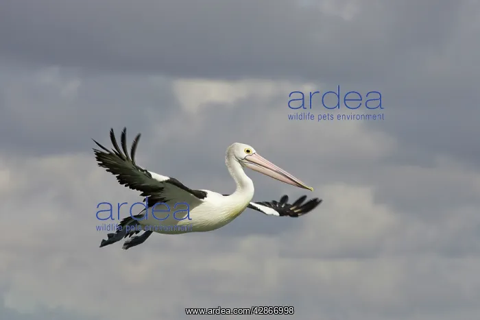 : Australian Pelican - In flight : Australian Pelican - In flight