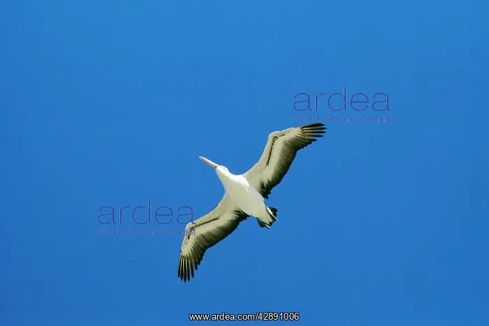 : AUSTRALIAN PELICAN - FLIGHT : AUSTRALIAN PELICAN - FLIGHT