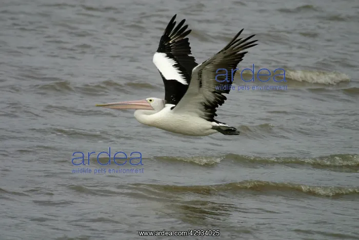 : Australian Pelican - in flight : Australian Pelican - in flight