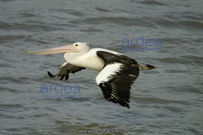 : Australian Pelican - In flight : Australian Pelican - In flight