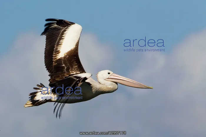 : Australian Pelican in flight : Australian Pelican in flight