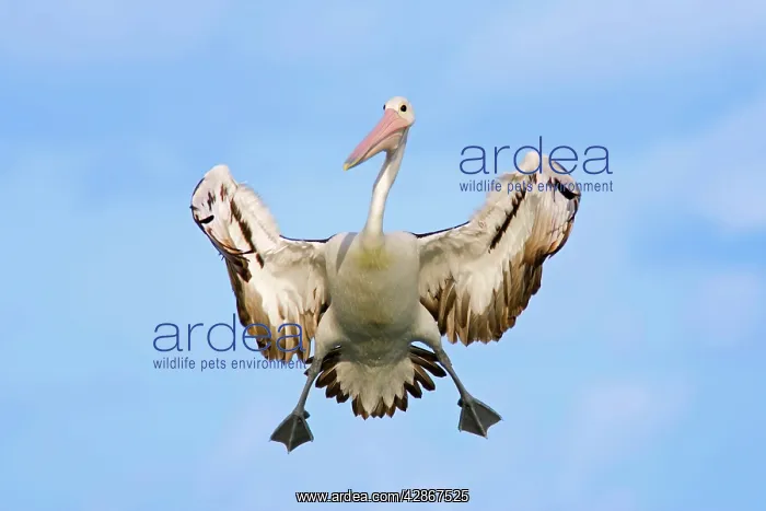 : Australian Pelican - in flight -braking in the : Australian Pelican - in flight -braking in the