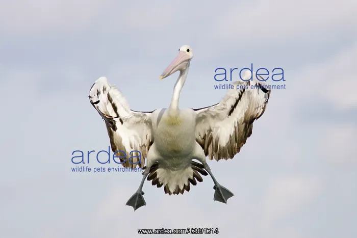 : Australian Pelican - in flight - braking in the : Australian Pelican - in flight - braking in the