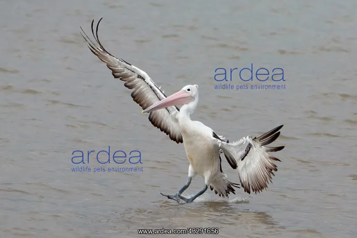 : Australian Pelican - in flight coming in to land : Australian Pelican - in flight coming in to land