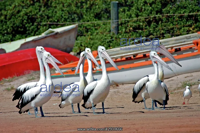 : Australian Pelican flock on beach : Australian Pelican flock on beach