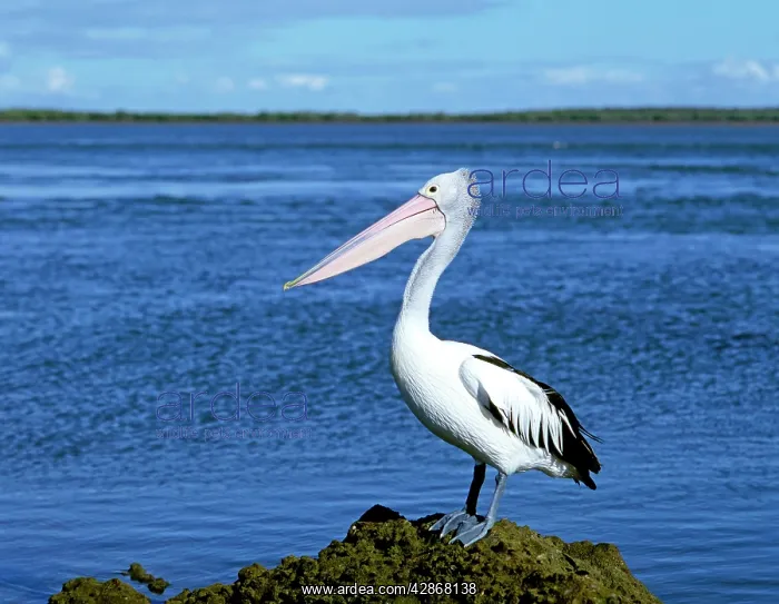 : Australian Pelican - On ground : Australian Pelican - On ground
