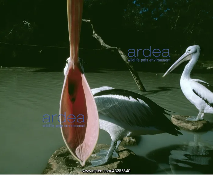 : Australian PELICAN - With mouth wide open : Australian PELICAN - With mouth wide open