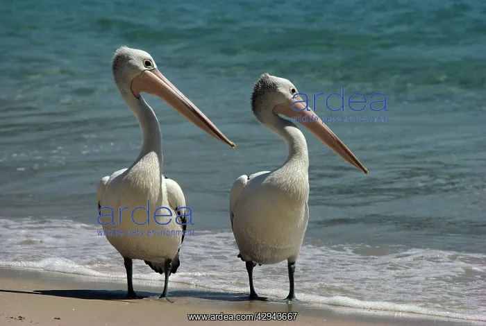: Australian pelican (Pelecanus conspicillatus) two : Australian pelican (Pelecanus conspicillatus) two